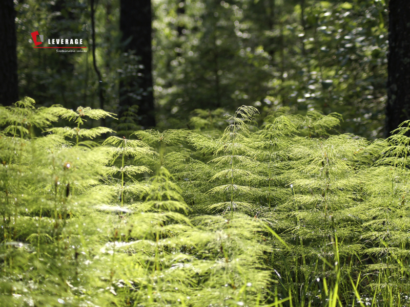 解锁EcoVadis评估高分秘籍:leverage供应链助力企业提升评估分值